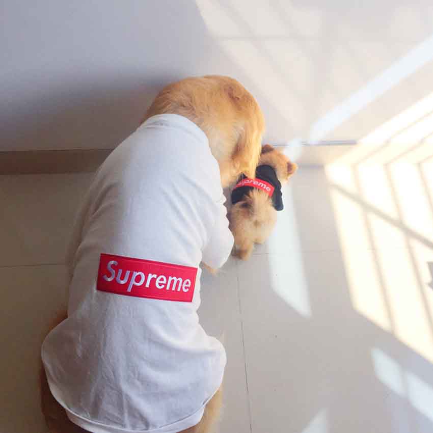 supreme 犬洋服 レッド×ホワイト