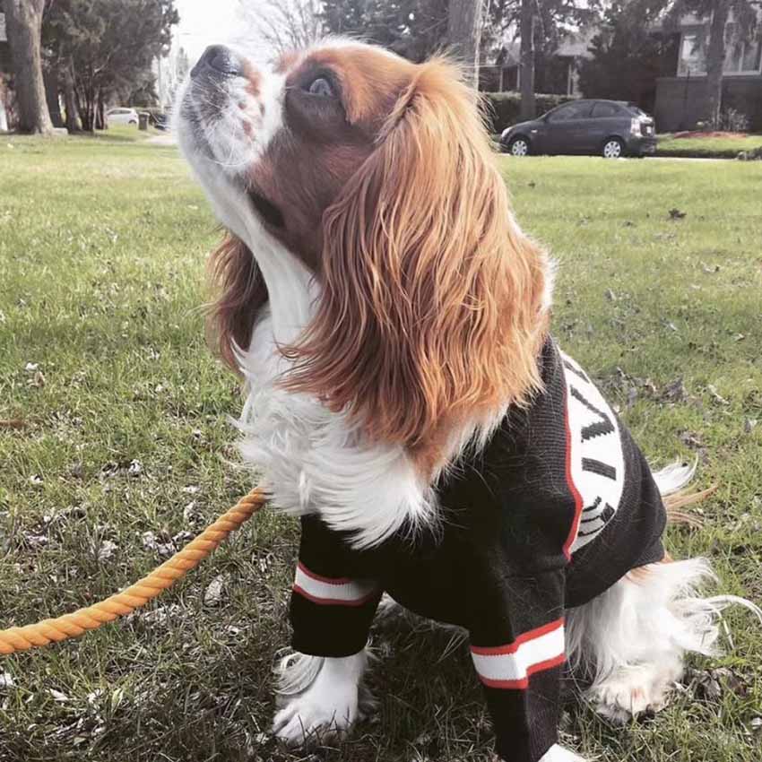 犬ニットセーター かわいい ジバンシィ
