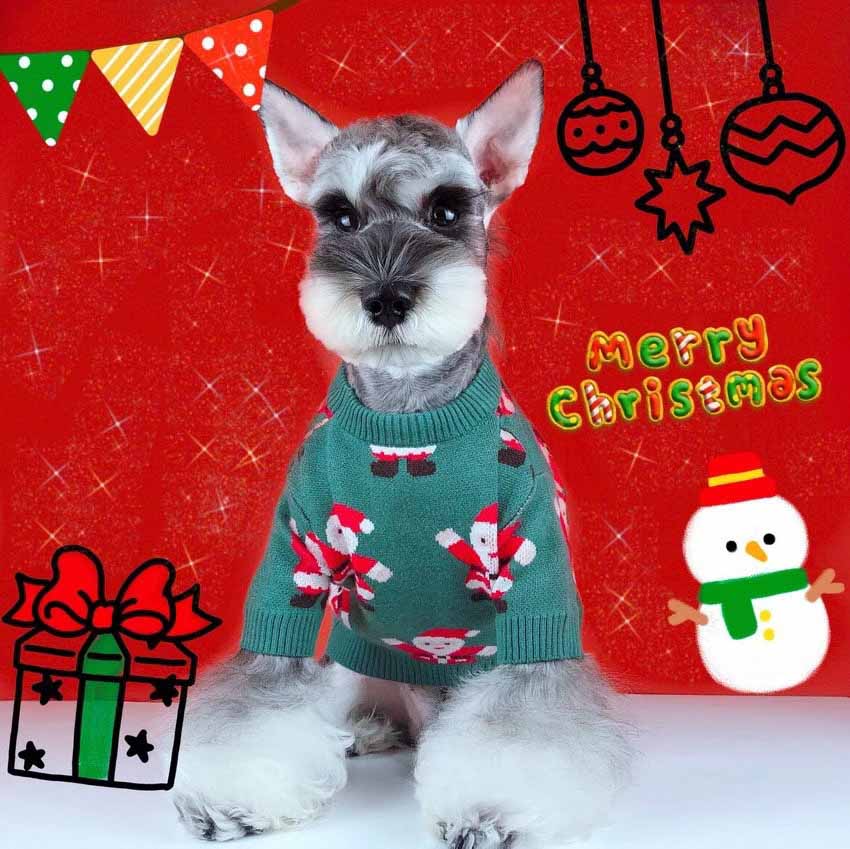 可愛い ペットの服 クリスマス