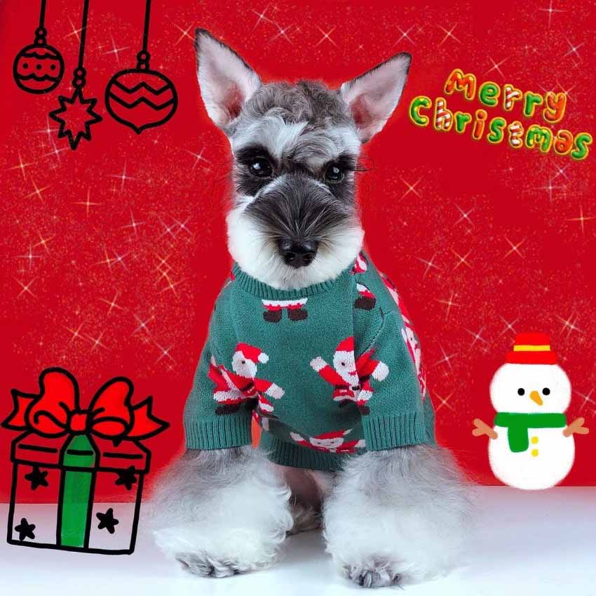 犬ニットセーター クリスマス 雰囲気