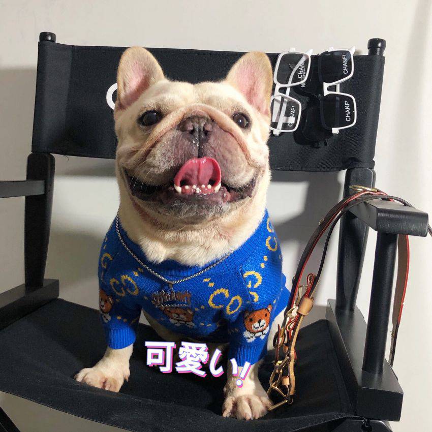グッチ 犬服 ニット クマ