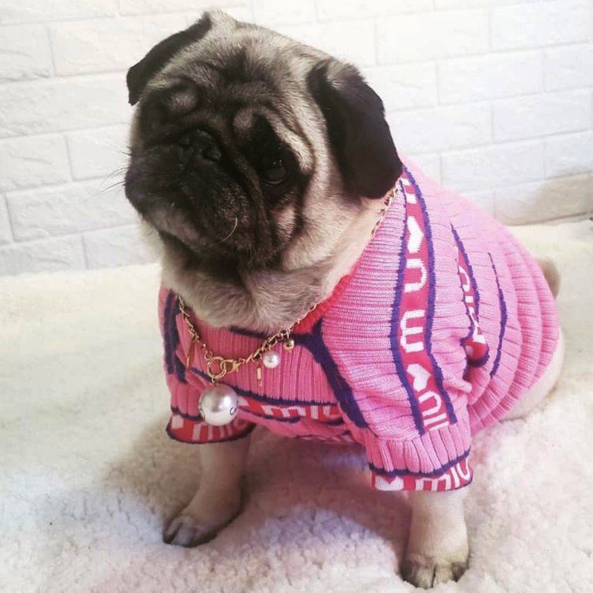 MIU MIU 犬服 ニットセーター