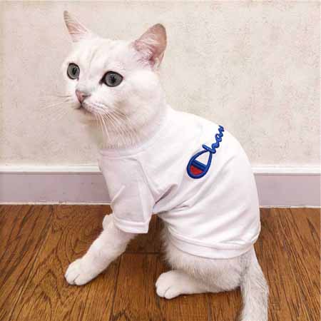 猫服 Champion 人気 ペット服 Tシャツ チャンピオ ペットウェア おしゃれ ボックスロゴtシャツ